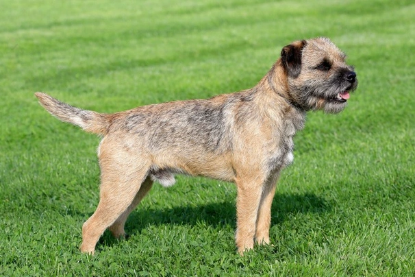 Border Terrier Dogs Breed - Information, Temperament, Size & Price | Pets4Homes