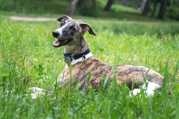 Whippet Dogs Breed - Information, Temperament, Size & Price | Pets4Homes