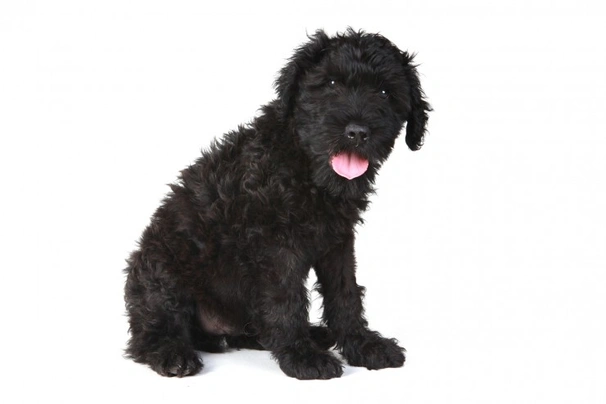 Russian Black Terrier Dogs Breed - Information, Temperament, Size & Price | Pets4Homes