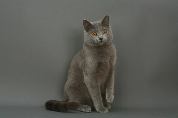 Chartreux Cats Breed - Information, Temperament, Size & Price | Pets4Homes