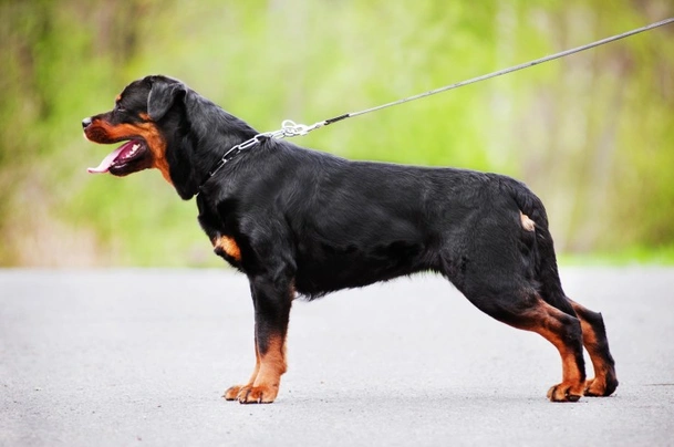 Rottweiler Dogs Breed - Information, Temperament, Size & Price | Pets4Homes