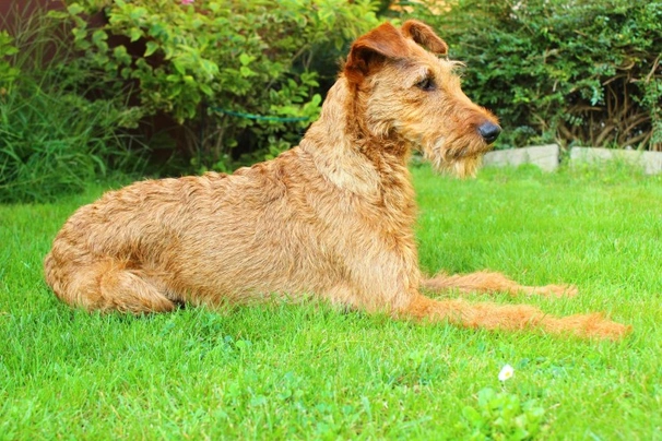 Irish Terrier Dogs Breed - Information, Temperament, Size & Price | Pets4Homes