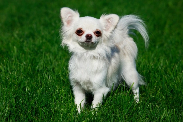 Chihuahua Dogs Breed - Information, Temperament, Size & Price | Pets4Homes