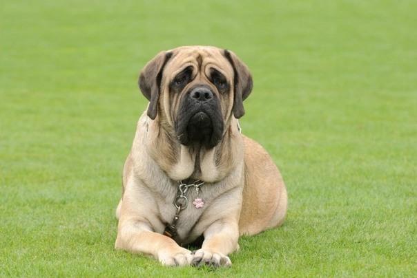 Mastiff Dogs Breed - Information, Temperament, Size & Price | Pets4Homes