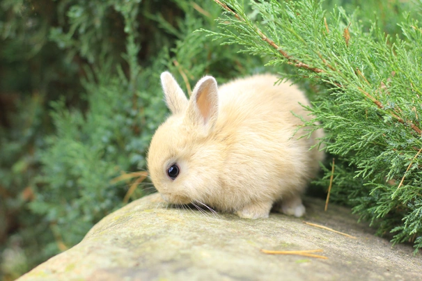 Netherland Dwarf Rabbits Breed - Information, Temperament, Size & Price | Pets4Homes