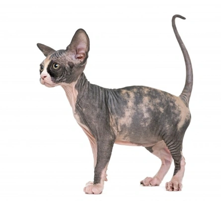 Sphynx Cats Breed - Information, Temperament, Size & Price | Pets4Homes