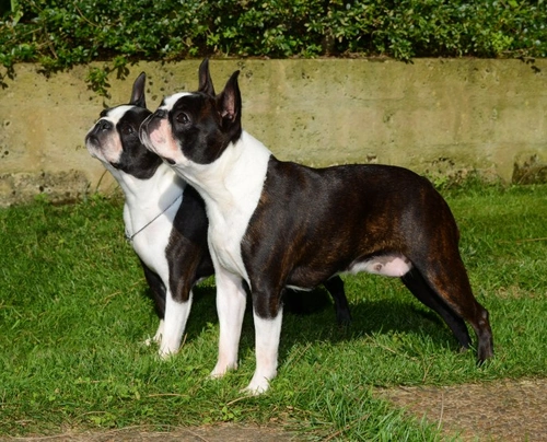 Boston Terrier Dogs Raza - Características, Fotos & Precio | MundoAnimalia