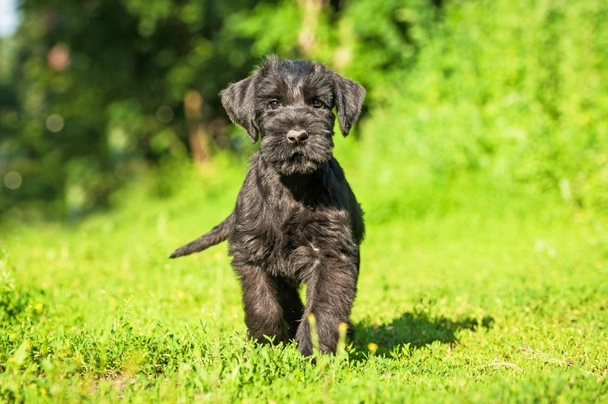 Riesenschnauzer Dogs Ras: Karakter, Levensduur & Prijs | Puppyplaats