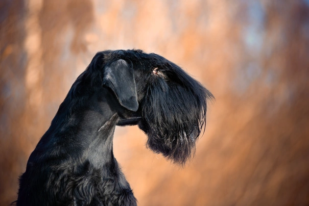 Riesenschnauzer Dogs Ras: Karakter, Levensduur & Prijs | Puppyplaats