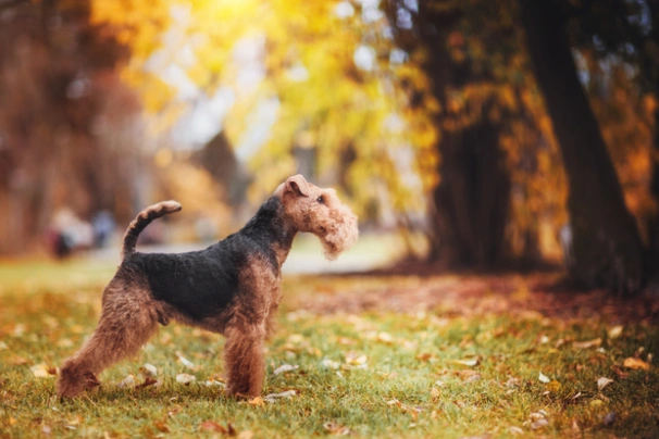 Welsh Terrier Dogs Breed - Information, Temperament, Size & Price | Pets4Homes