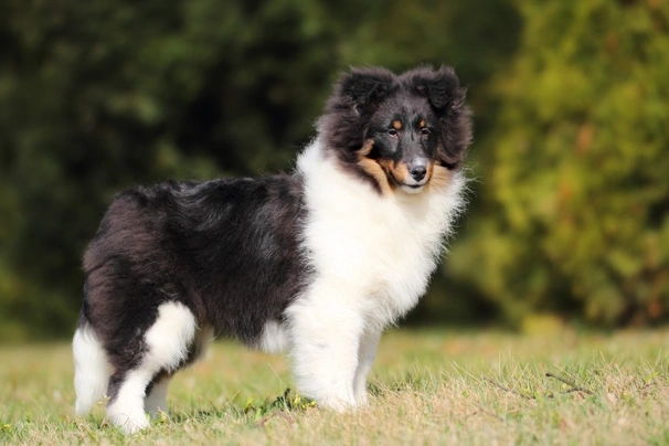 Shetland Sheepdog Dogs Breed - Information, Temperament, Size & Price | Pets4Homes