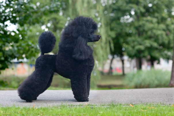 Standard Poodle Dogs Breed - Information, Temperament, Size & Price | Pets4Homes