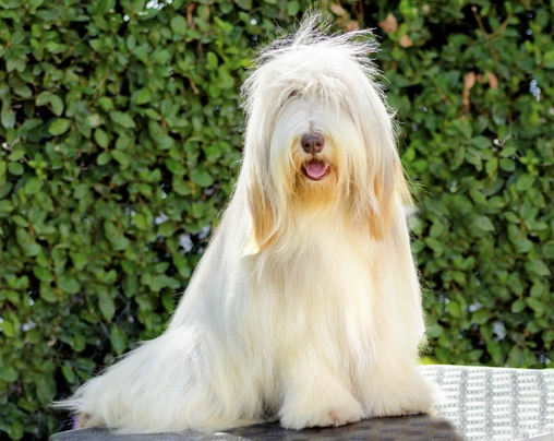 Bearded Collie Dogs Raza - Características, Fotos & Precio | MundoAnimalia