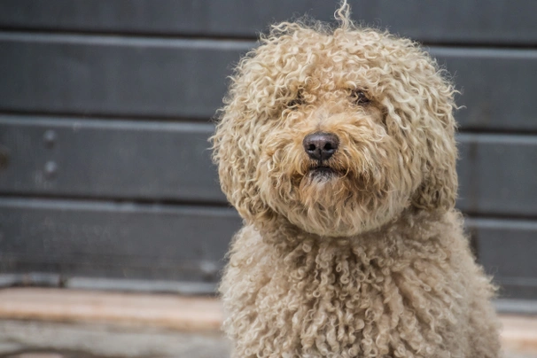 Barbet Dogs Ras: Karakter, Levensduur & Prijs | Puppyplaats