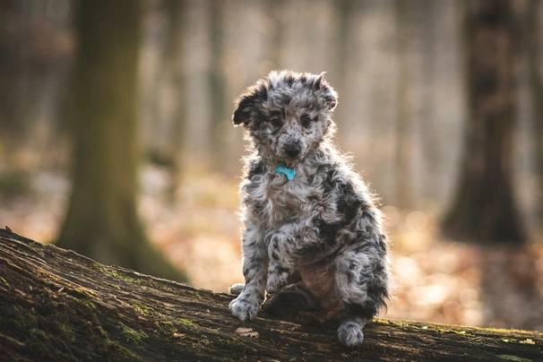 Mudi Dogs Ras: Karakter, Levensduur & Prijs | Puppyplaats