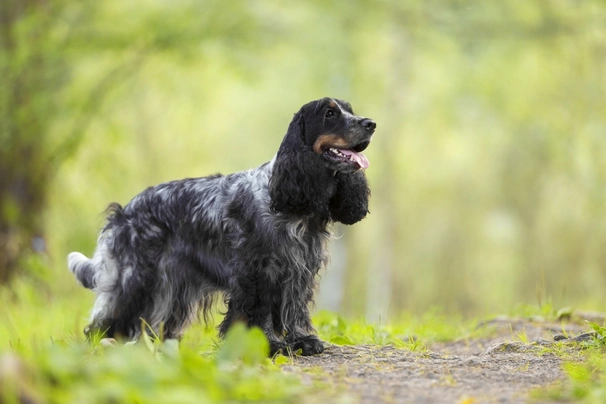 Engelse Cocker Spaniel Dogs Ras: Karakter, Levensduur & Prijs | Puppyplaats