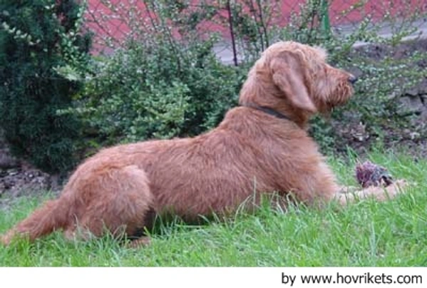 Griffon Fauve de Bretagne Dogs Raza - Características, Fotos & Precio | MundoAnimalia