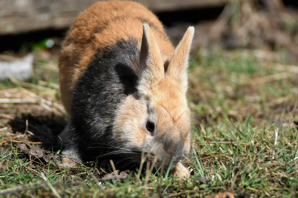 Harlequin Rabbits Breed - Information, Temperament, Size & Price | Pets4Homes