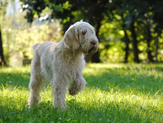 Spinone Italiano Dogs Ras: Karakter, Levensduur & Prijs | Puppyplaats