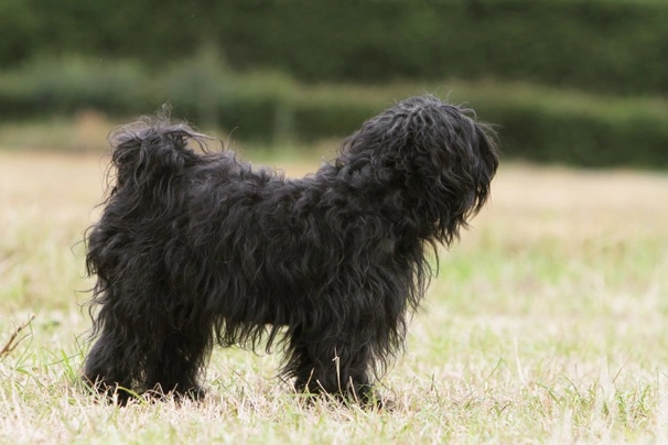 Tibetaanse Terriër Dogs Ras: Karakter, Levensduur & Prijs | Puppyplaats