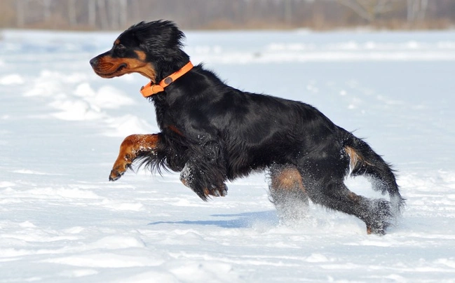 Gordon Setter Dogs Breed - Information, Temperament, Size & Price | Pets4Homes