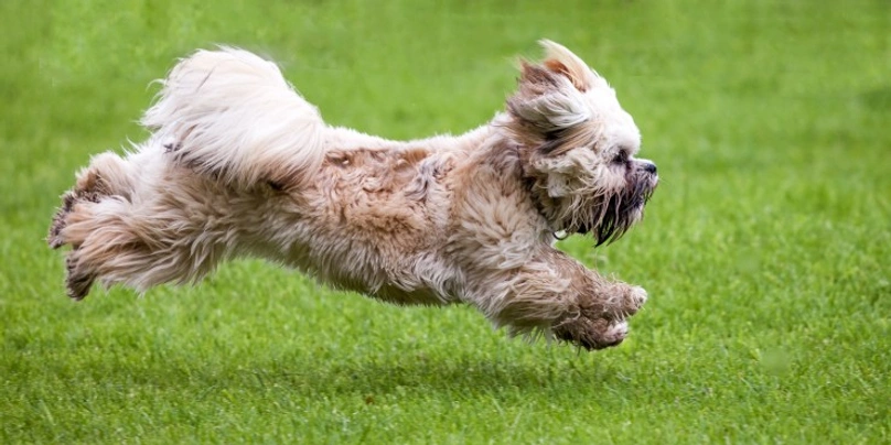 Tibetaanse Terriër Dogs Ras: Karakter, Levensduur & Prijs | Puppyplaats