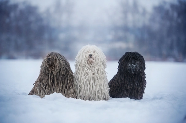 Hungarian Puli Dogs Breed - Information, Temperament, Size & Price | Pets4Homes