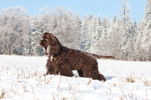 Amerikaanse Cocker Spaniel Dogs Ras: Karakter, Levensduur & Prijs | Puppyplaats