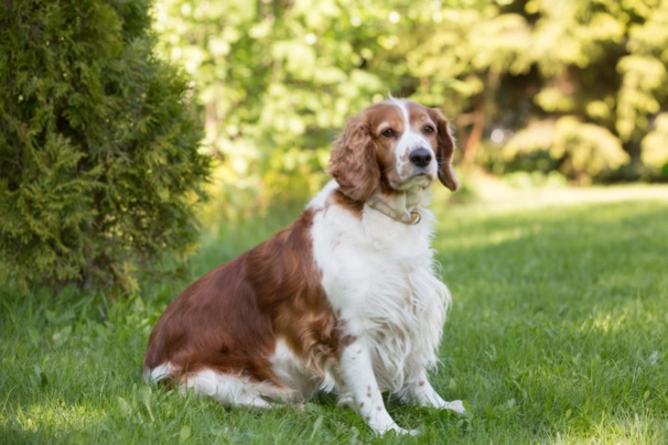 Welsh Springer Spaniel Dogs Breed - Information, Temperament, Size & Price | Pets4Homes