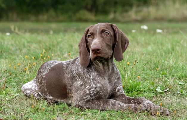 German Shorthaired Pointer Dogs Breed - Information, Temperament, Size & Price | Pets4Homes