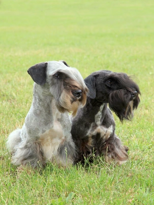 Cesky Terrier Dogs Breed - Information, Temperament, Size & Price | Pets4Homes