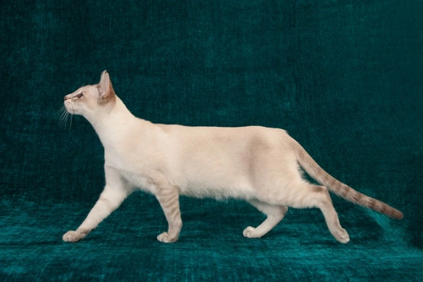 Tonkinese Cats Breed - Information, Temperament, Size & Price | Pets4Homes