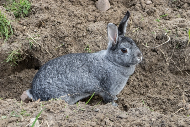 Chinchilla Rabbits Breed - Information, Temperament, Size & Price | Pets4Homes