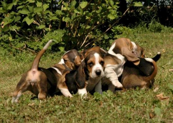 Basset Artésien-Normand Dogs Raza - Características, Fotos & Precio | MundoAnimalia