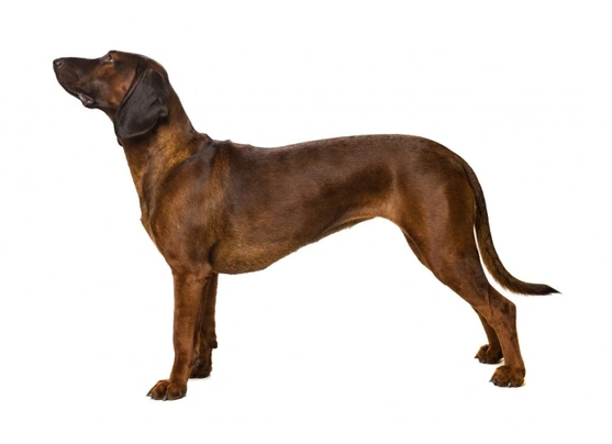 Bavarian Mountain Hound Dogs Breed - Information, Temperament, Size & Price | Pets4Homes