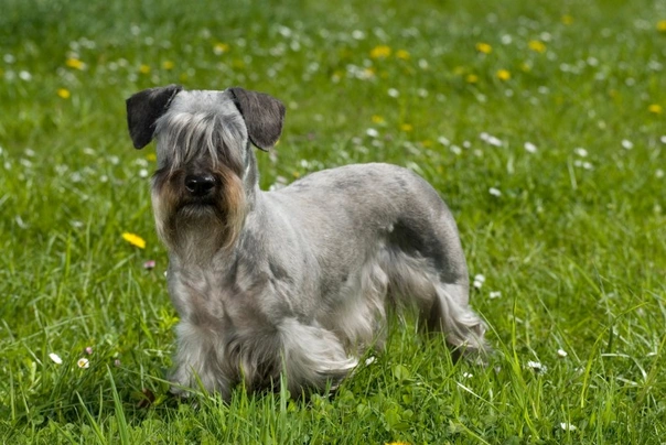 Cesky Terrier Dogs Breed - Information, Temperament, Size & Price | Pets4Homes