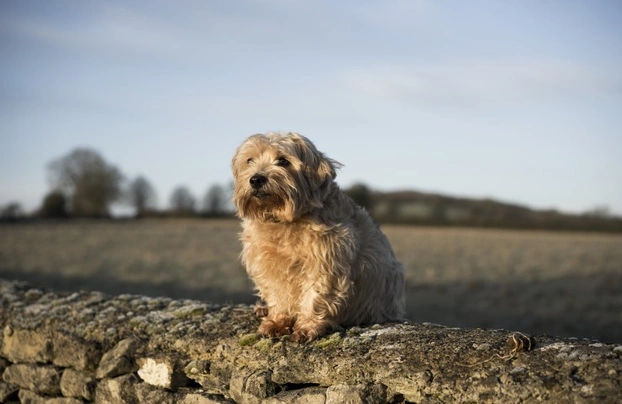 Norfolk Terrier Dogs Breed - Information, Temperament, Size & Price | Pets4Homes