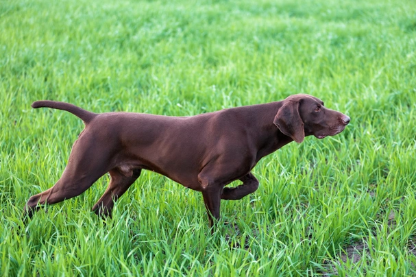 German Shorthaired Pointer Dogs Breed - Information, Temperament, Size & Price | Pets4Homes