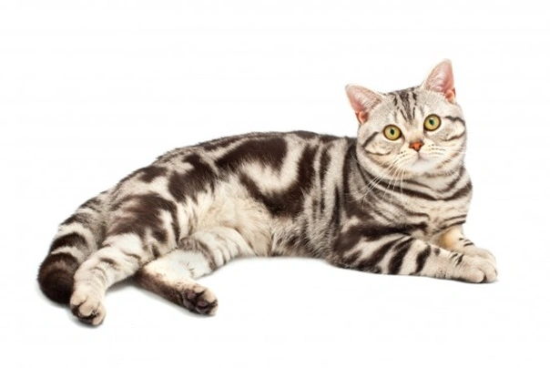 American Shorthair Cats Breed - Information, Temperament, Size & Price | Pets4Homes