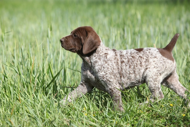 German Shorthaired Pointer Dogs Breed - Information, Temperament, Size & Price | Pets4Homes