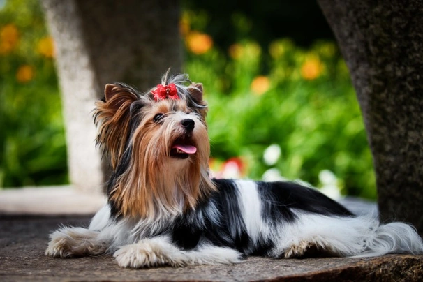 Biewer Terrier Dogs Breed - Information, Temperament, Size & Price | Pets4Homes