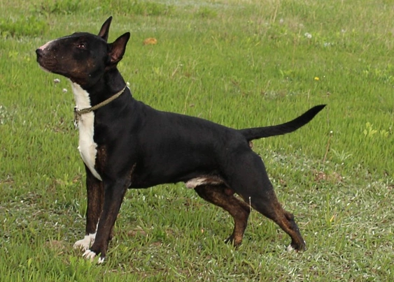 English Bull Terrier Dogs Breed - Information, Temperament, Size & Price | Pets4Homes