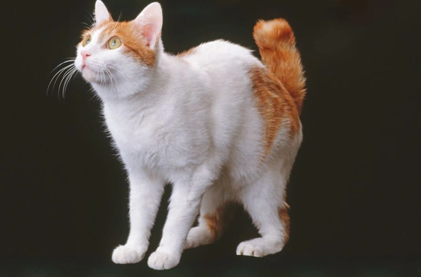 Japanese Bobtail Cats Breed - Information, Temperament, Size & Price | Pets4Homes