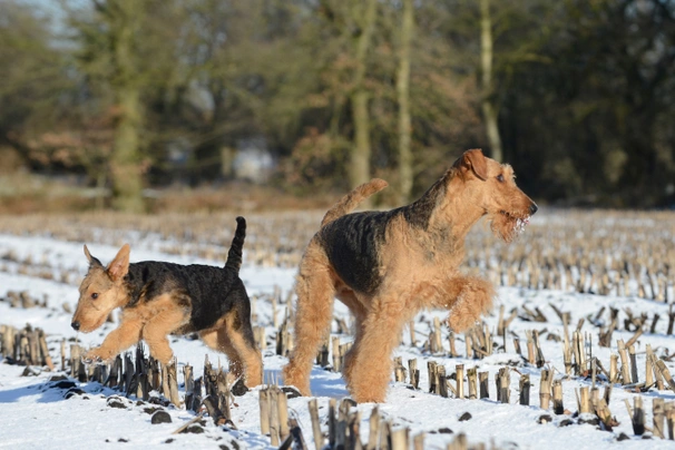 Airedale Terrier Dogs Breed - Information, Temperament, Size & Price | Pets4Homes