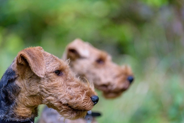 Welsh Terriër Dogs Ras: Karakter, Levensduur & Prijs | Puppyplaats