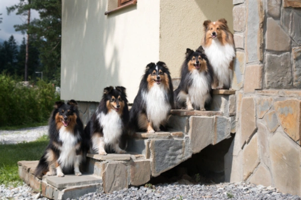 Shetland Sheepdog (Sheltie) Dogs Ras: Karakter, Levensduur & Prijs | Puppyplaats