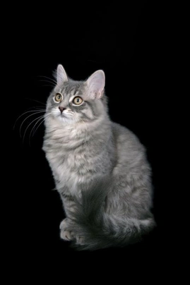 RagaMuffin Cats Breed - Information, Temperament, Size & Price | Pets4Homes