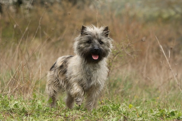 Cairn Terrier Dogs Breed - Information, Temperament, Size & Price | Pets4Homes