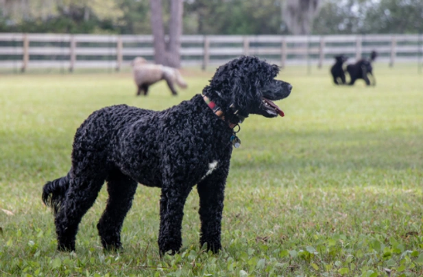 Portuguese Water Dog Dogs Breed - Information, Temperament, Size & Price | Pets4Homes