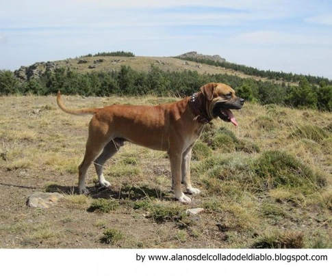 Alano Español Dogs Raza - Características, Fotos & Precio | MundoAnimalia